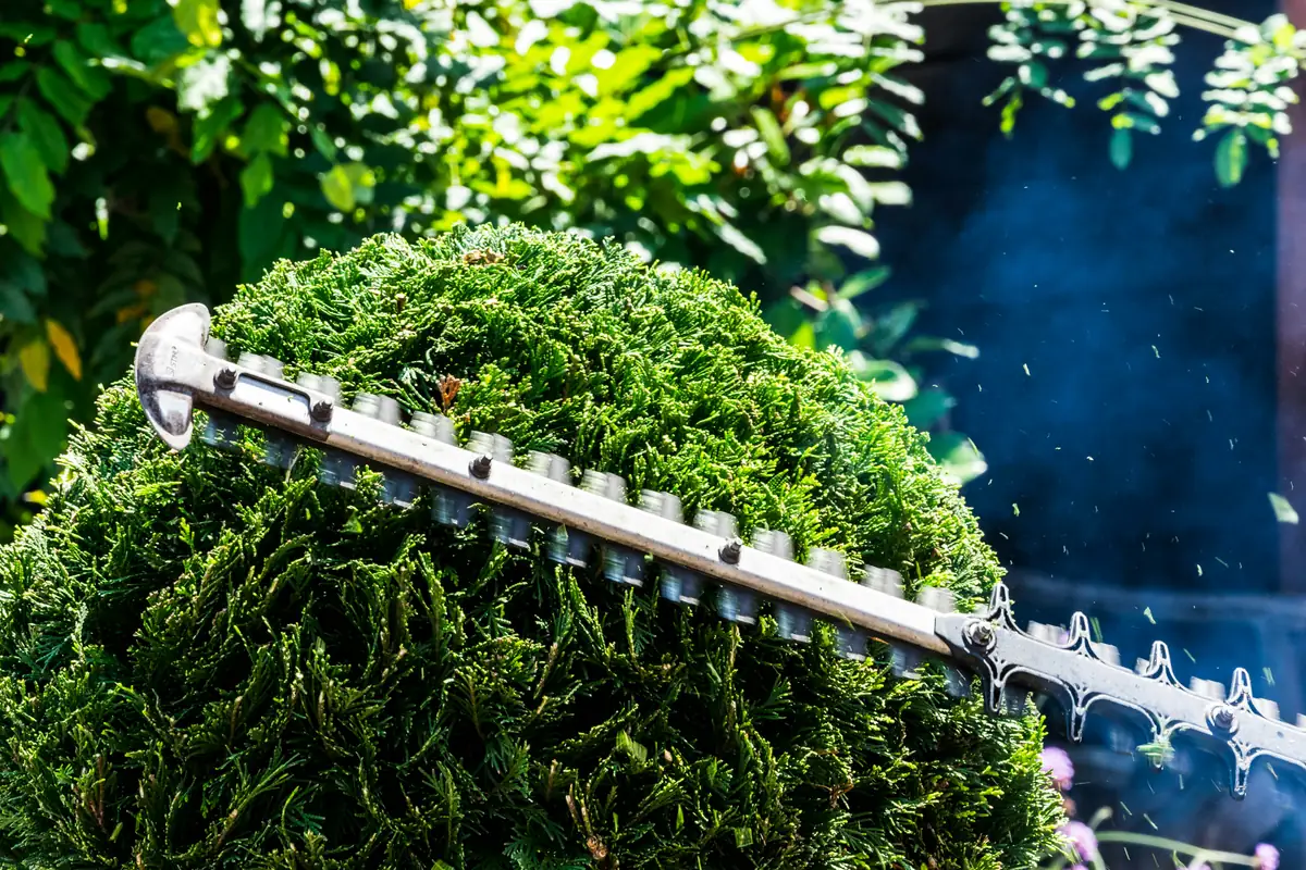 A hedge trimmer shaping a clipped evergreen shrub in full sun